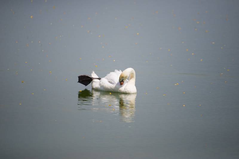 Łabędź na wodzie